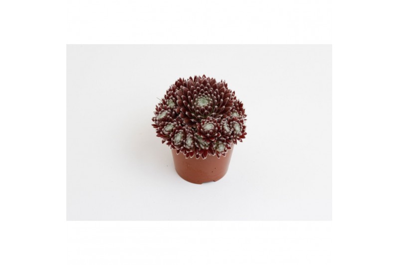 Sempervivum rubrum arachnoideum 