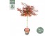 Acer palmatum shaina 