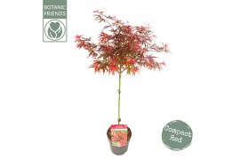 Acer palmatum shaina