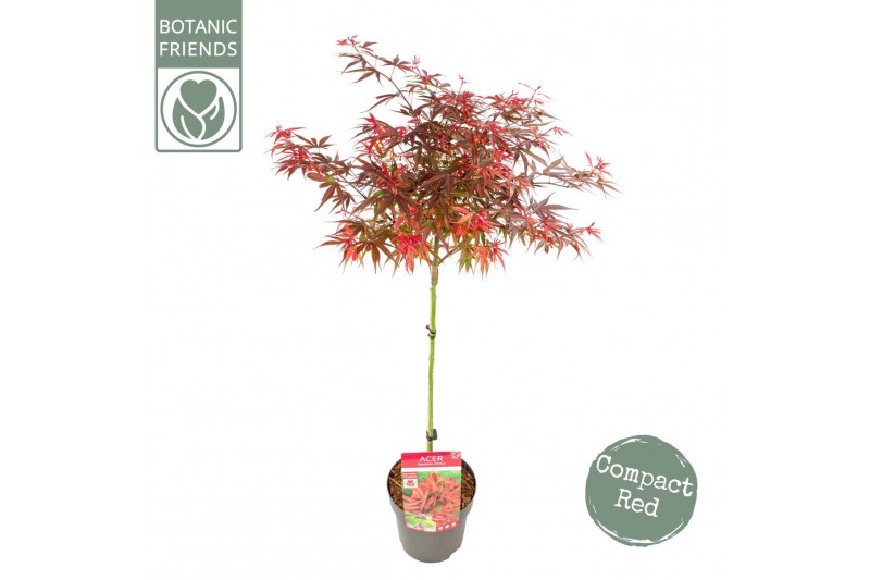 Acer palmatum shaina 