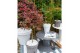 Acer palmatum shaina 
