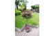 Acer palmatum shaina 