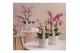 Phalaenopsis multiflora geel Aromio Spicy 2 spike 