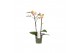 Phalaenopsis multiflora geel Aromio Spicy 2 spike 