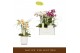 Phalaenopsis multiflora mix Botanico Nolina mix 2spike in white Toscan 