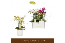 Phalaenopsis multiflora mix Botanico Nolina mix 2spike in white Toscan