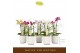 Phalaenopsis multiflora mix Botanico Nolina mix 2spike in white Toscan 