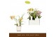 Phalaenopsis multiflora mix Botanico Nolina mix 3spike in white Toscan 