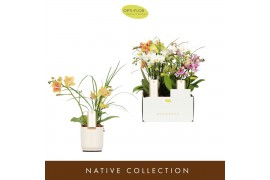 Phalaenopsis multiflora mix Botanico Nolina mix 3spike in white Toscan
