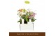 Phalaenopsis multiflora mix Botanico Nolina mix 3spike in white Toscan 