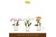 Phalaenopsis multiflora mix Botanico Nolina mix 3spike in white Toscan 