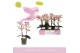 Phalaenopsis multiflora roze 2 tak 
