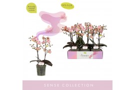 Phalaenopsis multiflora roze 2 tak