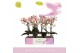 Phalaenopsis multiflora roze 2 tak 