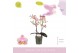 Phalaenopsis multiflora roze 2 tak 