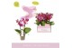 Phalaenopsis multiflora paars Aromio Fruity 3 tak 