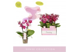 Phalaenopsis multiflora paars Aromio Fruity 3 tak