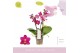 Phalaenopsis multiflora paars Aromio Fruity 3 tak 