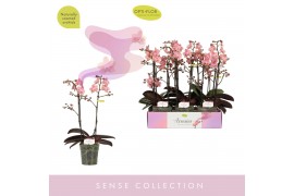 Phalaenopsis multiflora oranje Aromio Sweet 2 tak