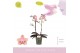 Phalaenopsis multiflora oranje Aromio Sweet 2 tak 