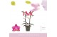 Phalaenopsis multiflora oranje Aromio Floral 2 tak 
