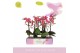 Phalaenopsis multiflora oranje Aromio Floral 2 tak 
