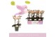 Phalaenopsis multiflora roze Aromio Fresh 2 tak 