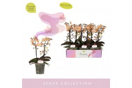 Phalaenopsis multiflora roze Aromio Fresh 2 tak