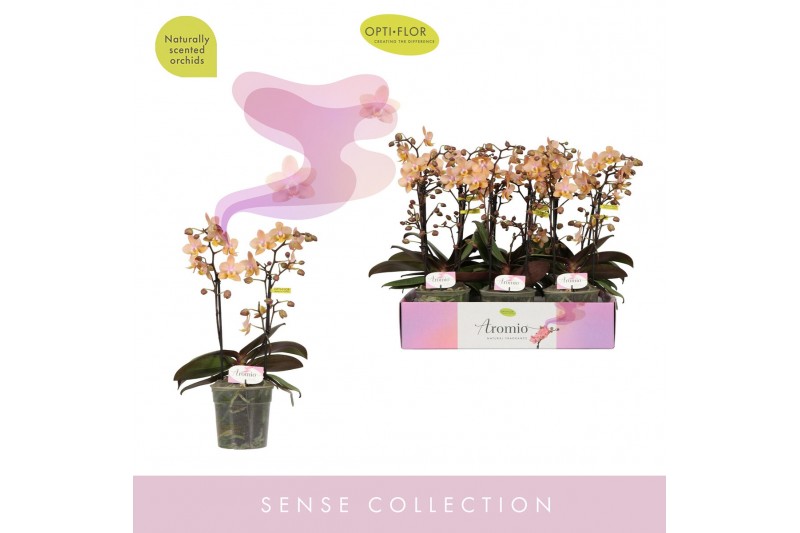 Phalaenopsis multiflora roze Aromio Fresh 2 tak 