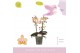 Phalaenopsis multiflora roze Aromio Fresh 2 tak 