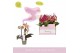 Phalaenopsis multiflora mix 3 tak aromio 