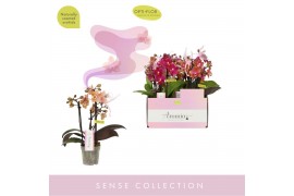 Phalaenopsis multiflora mix 3 tak aromio