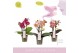 Phalaenopsis multiflora mix 3 tak aromio 