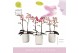 Phalaenopsis multiflora mix 2 tak aromio mix in white molise aquo 