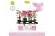 Phalaenopsis multiflora mix 2 tak aromio mix in white molise aquo 