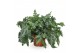 Phlebodium aureum davana 