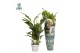 Spathiphyllum strauss 3+ bloem - AirSoPure 