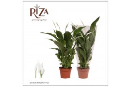 Spathiphyllum strauss 3+ bloem - Blanco hoes