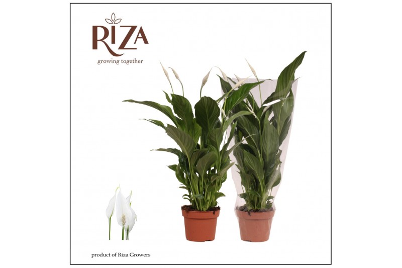 Spathiphyllum strauss 3+ bloem - Blanco hoes 