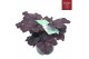 Heuchera overig Heuchera 
