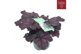 Heuchera overig Heuchera
