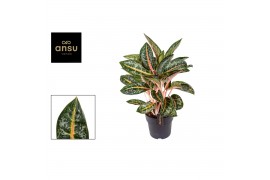 Aglaonema orange flame
