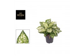 Aglaonema ivory jade