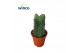 Crassula Buddhas Temple XL 