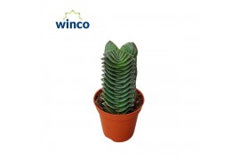 Crassula Buddhas Temple XL