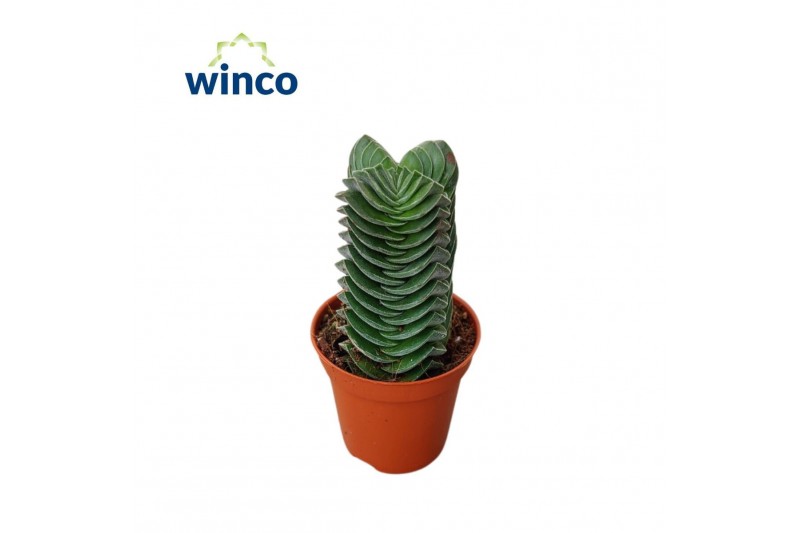 Crassula Buddhas Temple XL 