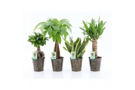 Kamerplanten mix amazone mix in iron leaf