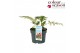 Acanthus mollis White Water 