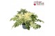Acanthus mollis White Water 