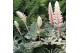 Acanthus mollis White Water 